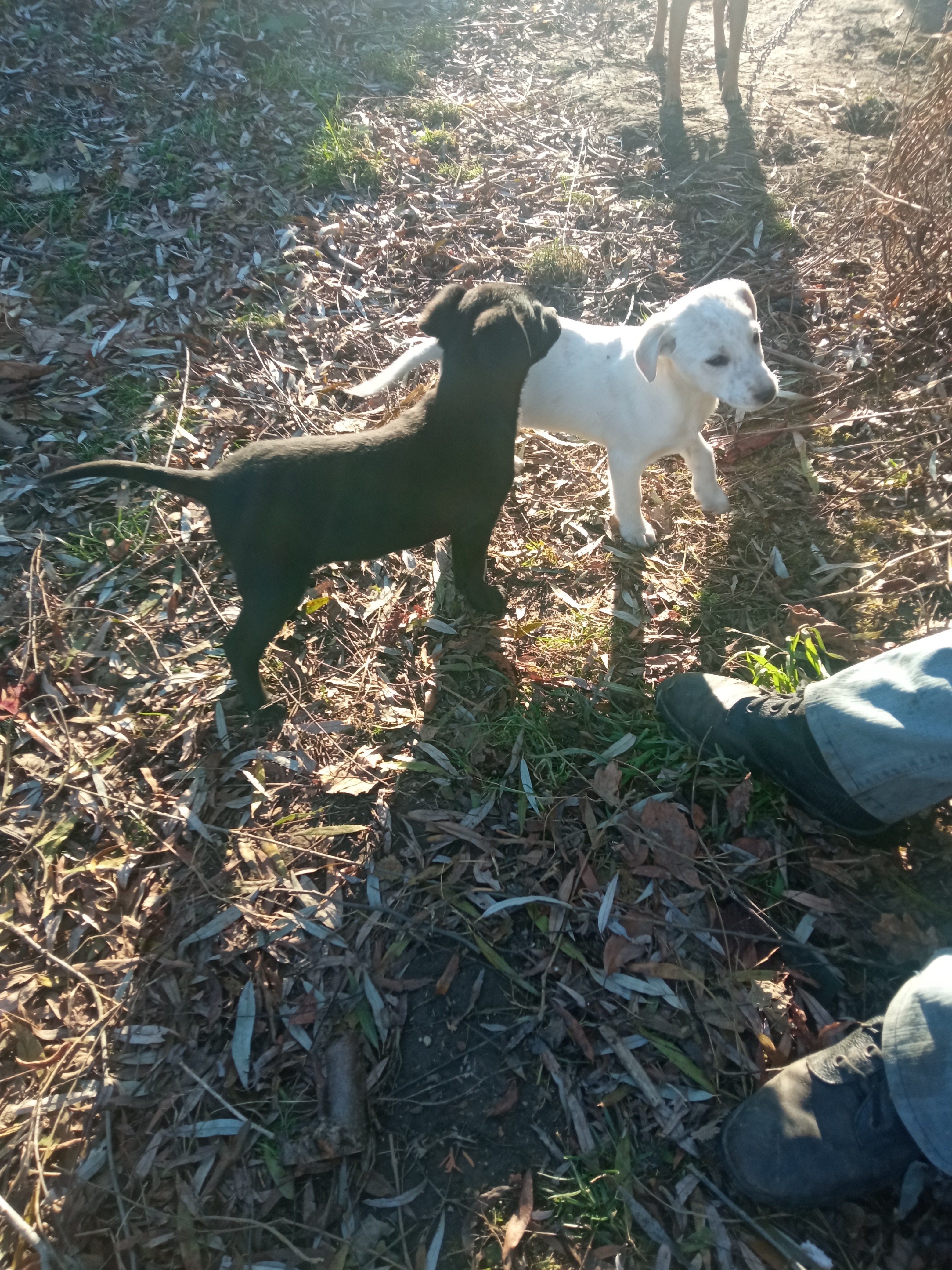 UWAGA!! POSZUKUJEMY CIEPŁEGO DOMU DLA DWÓCH SZCZENIAKÓW