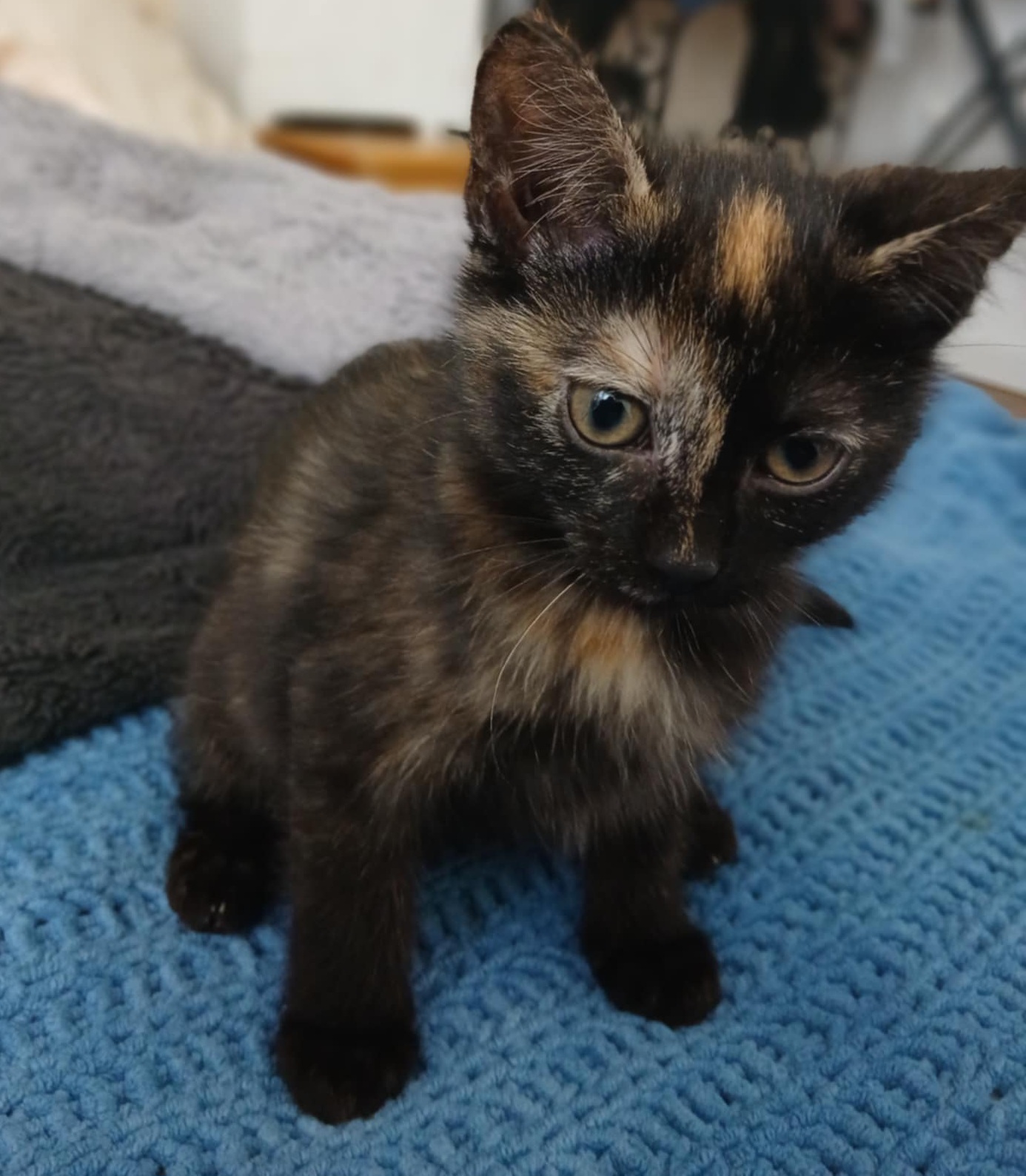 Messenger_creation_281E429D-D643-46CA-92DF-D08302865F3E