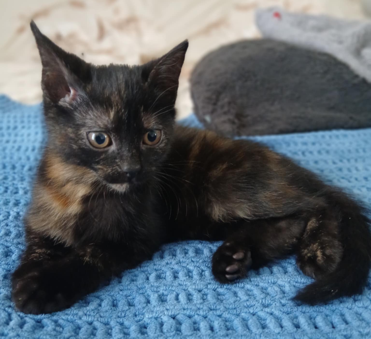 Messenger_creation_948C55C6-0B23-480C-A246-9600C078877E