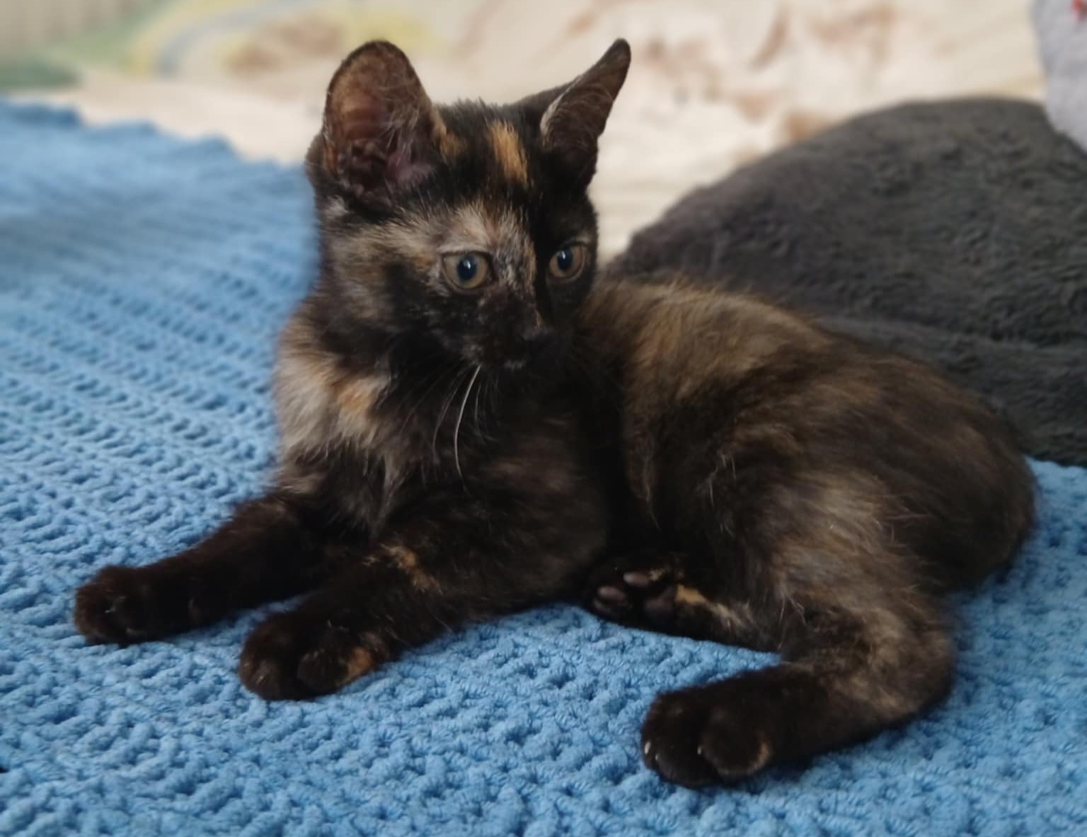 Messenger_creation_E9E46D1A-DF0D-421E-AC6E-D8F4D06E28F6